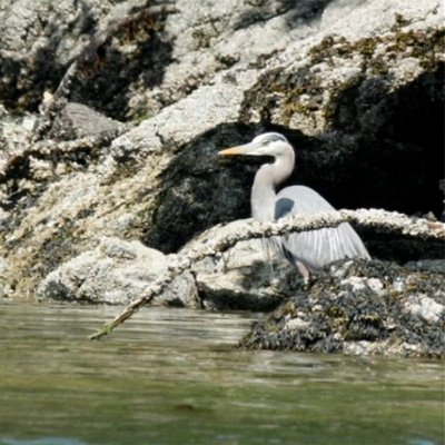 Photo of Esquimalt Harbour Species and Habitat Monitoring Project - Victoria, BC