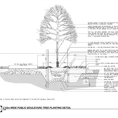 Public Boulevard Tree Planting Detail