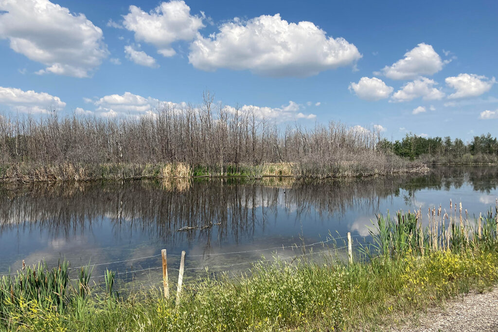 Belvedere wetlands