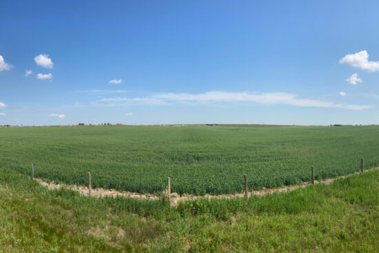 View of open field near Belvedere wetlands