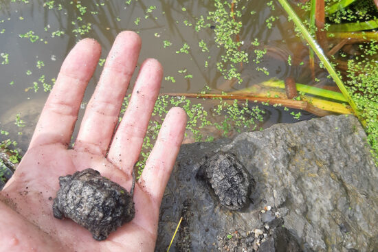 baby turtles at water's edge