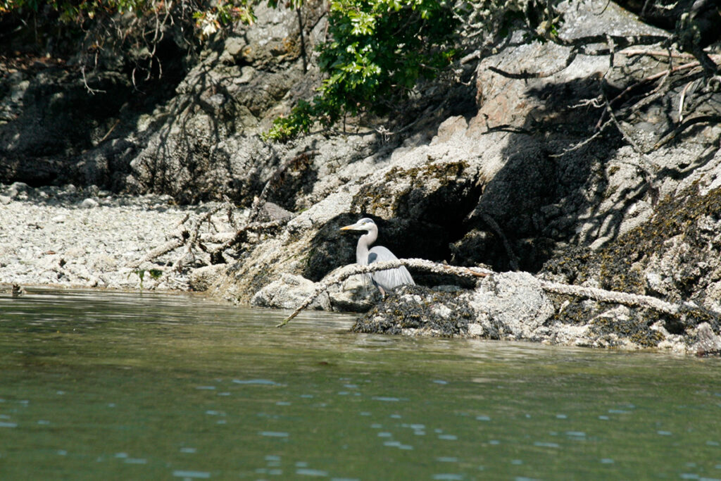 Bird in Esquimalt Harbour