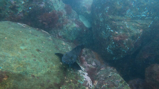 Male ling cod guarding egg mass in Esquimalt Harbour