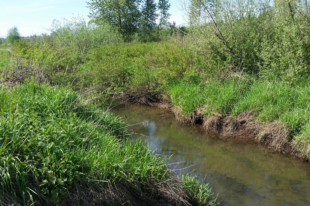 Looking upstream on Willband Creek near transfer station access