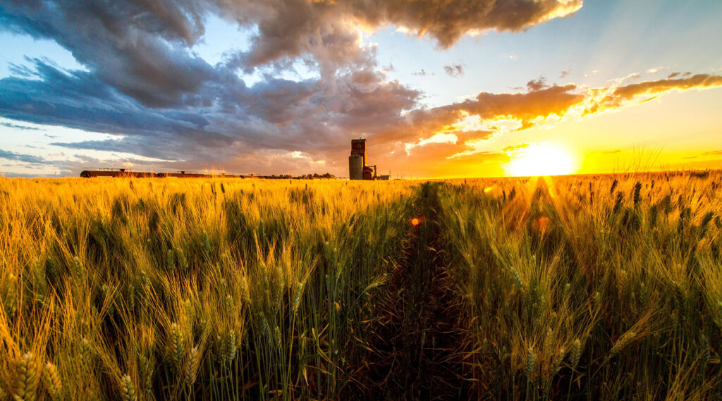 Grain storage elevator in a saskatchewan wheat field at sunset