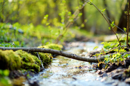 Branch over a small stream in the woods