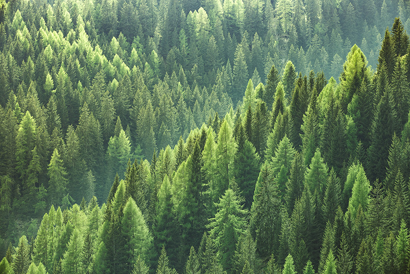 Forest of evergreen trees