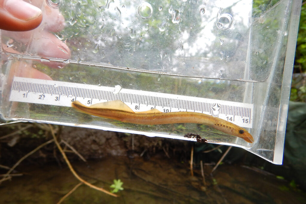 Measuring eel from Willband Creek