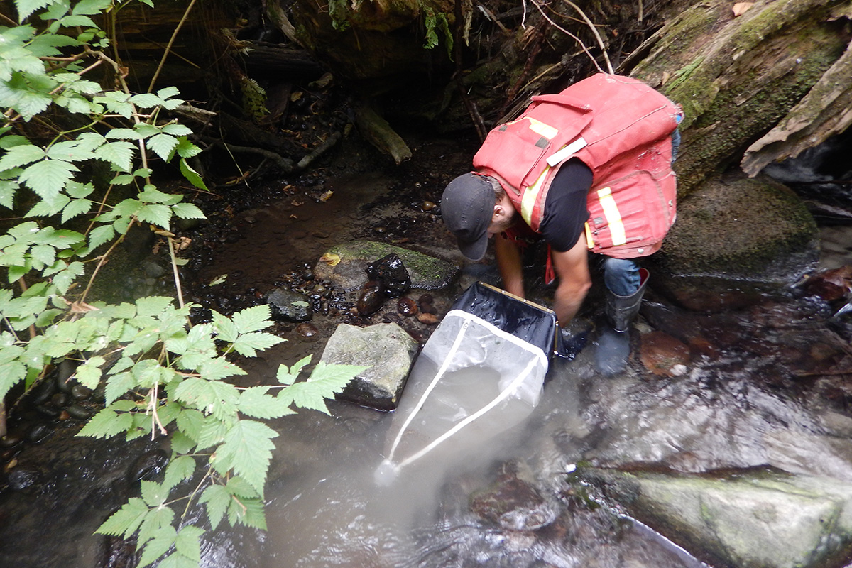 Person collecting aquatic specimens with net from Willband Creek