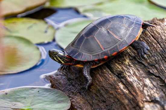 Turtle on a log in a pond