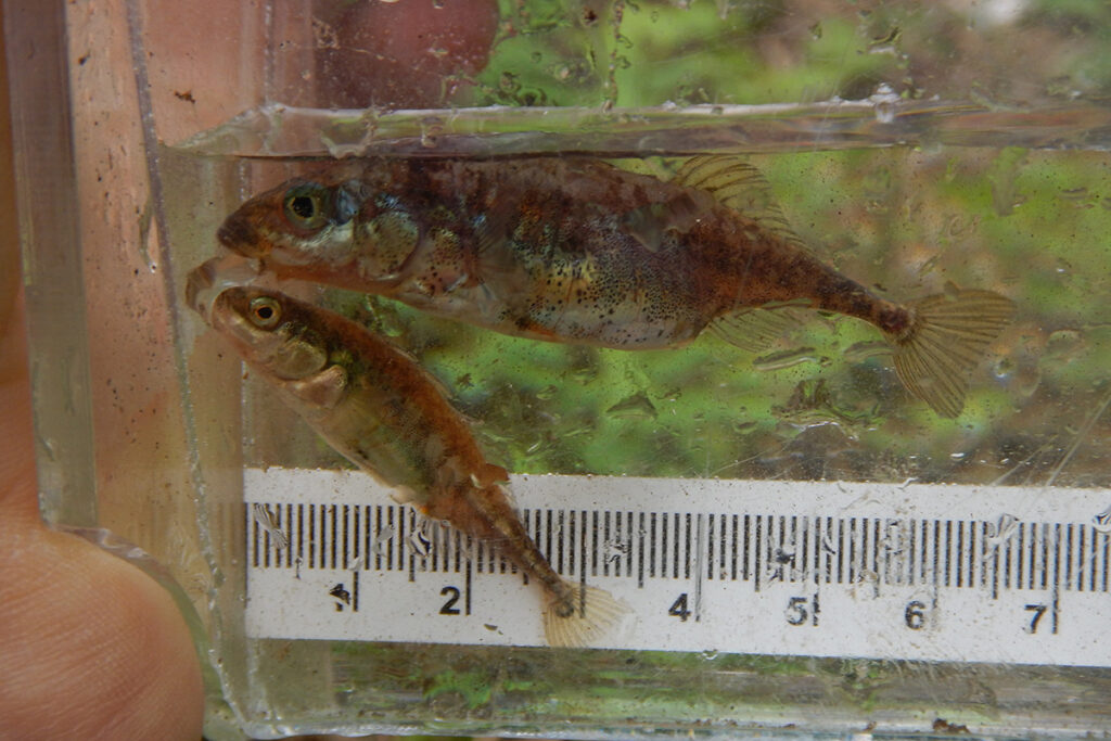 Two fish being measured from Willband Creek